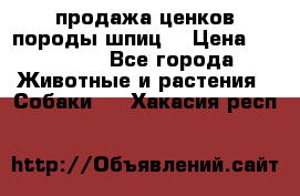 продажа ценков породы шпиц  › Цена ­ 35 000 - Все города Животные и растения » Собаки   . Хакасия респ.